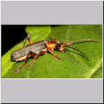 Cantharis nigricans - Weichkaefer 02.jpg